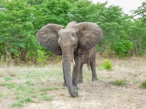 Elefante Africano Habitat Natural Vista Traseira Paisagem Tropical Savana Botsuana — Fotografia de Stock