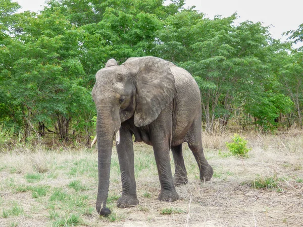Elefante Africano Habitat Natural Vista Traseira Paisagem Tropical Savana Botsuana — Fotografia de Stock