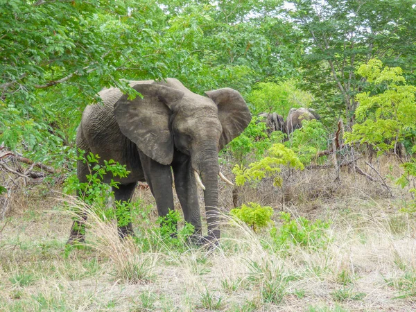 Elefante Africano Habitat Natural Vista Traseira Paisagem Tropical Savana Botsuana — Fotografia de Stock