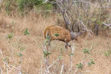 Arkadan görünüşü nyala, yayılım gösterir: angasii, antilop yerli-e doğru Güney Afrika savana, Angola