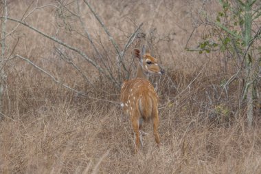 Arkadan görünüşü nyala, yayılım gösterir: angasii, antilop yerli-e doğru Güney Afrika savana, Angola
