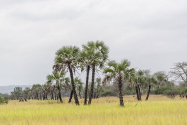 Safari tema, savana manzara üzerinde tipik bir bitki örtüsü görünümünü üzerinde Kissama, Angola