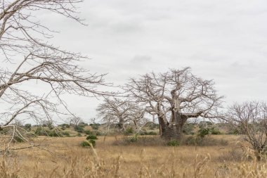 Safari tema, savana manzara üzerinde tipik bir bitki örtüsü görünümünü üzerinde Kissama, Angola