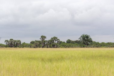 Safari tema, savana manzara üzerinde tipik bir bitki örtüsü görünümünü üzerinde Kissama, Angola