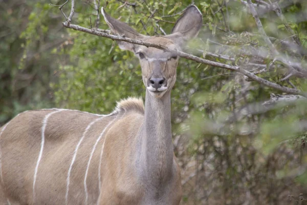 Vie Kudu Koodoo Lesser Kudus Natural Habitat Savana Angola — Fotografia de Stock