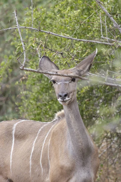 Vie Kudu Koodoo Lesser Kudus Natural Habitat Savana Angola — Fotografia de Stock
