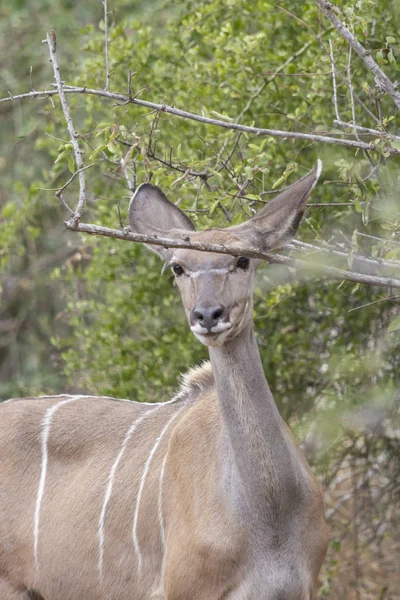 Vie Куди Або Koodoo Менше Kudus Природні Хабітат Савана Ангола — стокове фото