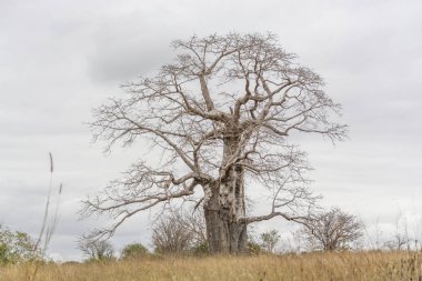 Safari tema, savana manzara üzerinde tipik bir bitki örtüsü görünümünü üzerinde Kissama, Angola