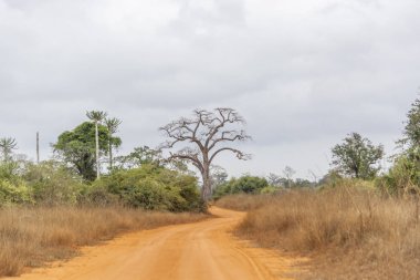 Safari tema, savana manzara üzerinde tipik bir bitki örtüsü görünümünü üzerinde Kissama, Angola