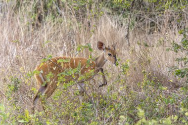 Bir imbabala veya Cape ceylanlar, yayılım gösterir: sylvaticus, görünümünü üzerinde yaşam alanı doğal, savana, Angola
