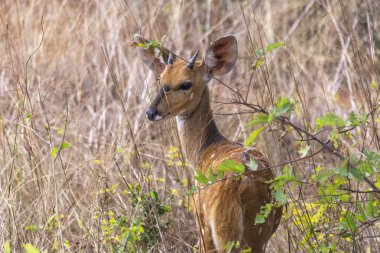 View of a imbabala or Cape bushbuck, Tragelaphus sylvaticus, on habitat natural, savanna, Angola clipart