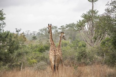 Safari tema, doğal ortamlarında, arka plan, savana, Angola tropikal peyzaj Afrika zürafa