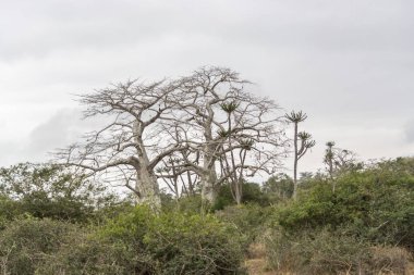 Safari tema, savana manzara üzerinde tipik bir bitki örtüsü görünümünü üzerinde Kissama, Angola