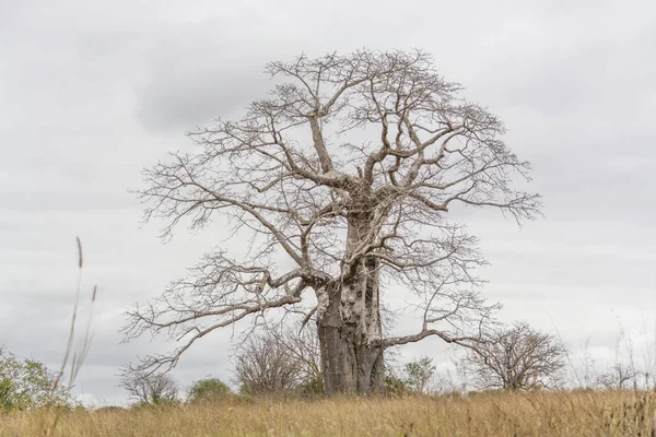 Safari tema, savana manzara üzerinde tipik bir bitki örtüsü görünümünü üzerinde Kissama, Angola