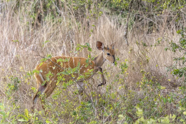 Vista Uma Imbabala Cabo Bushbuck Tragelaphus Sylvaticus Habitat Natural Savana — Fotografia de Stock