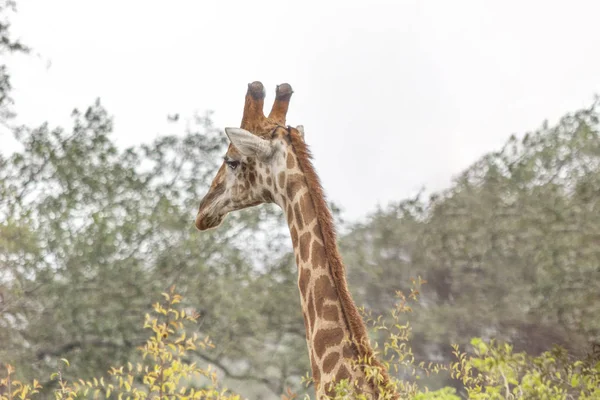 Tema Safari Giraffa Africana Habitat Naturale Paesaggio Tropicale Sullo Sfondo — Foto Stock