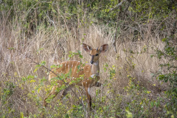 Pohled Imbabala Nebo Cape Lesoň Tragelaphus Stanoviště Přírodní Savany Angola — Stock fotografie