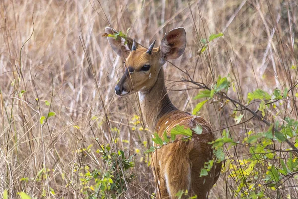 Вид Imbabala Або Мис Bushbuck Tragelaphus Sylvaticus Природні Савана Хабітат — стокове фото