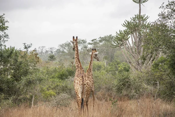 Safari tema, doğal ortamlarında, arka plan, savana, Angola tropikal peyzaj Afrika zürafa