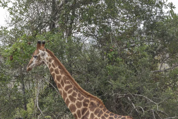 Tema Safari Giraffa Africana Habitat Naturale Paesaggio Tropicale Sullo Sfondo — Foto Stock