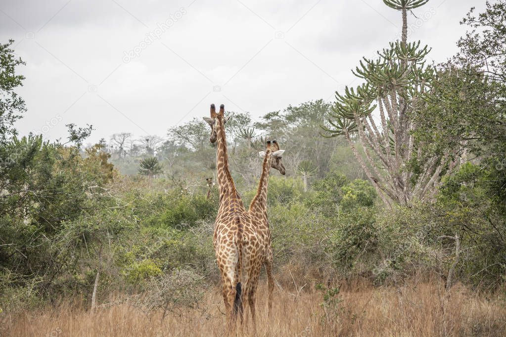Safari theme, African Giraffe in natural habitat, tropical landscape on background, savanna, Angola
