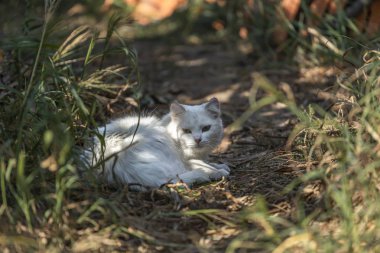 Evde beslenen hayvan tema, evin bahçesinde parlak saçlı beyaz kedi