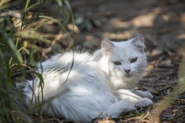 Evde beslenen hayvan tema, evin bahçesinde parlak saçlı beyaz kedi