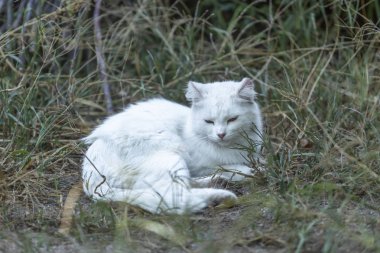 Evde beslenen hayvan tema, evin bahçesinde parlak saçlı beyaz kedi