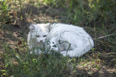 Evde beslenen hayvan tema, evin bahçesinde parlak saçlı beyaz kedi