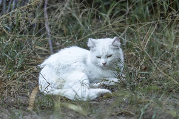 Evde beslenen hayvan tema, evin bahçesinde parlak saçlı beyaz kedi