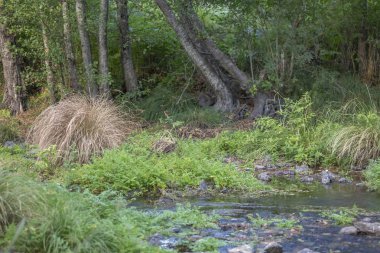 Tema nehir, nehir dağ, kayalar ve Portekiz suya yakın bitki örtüsü kenar boşlukları ağaçta