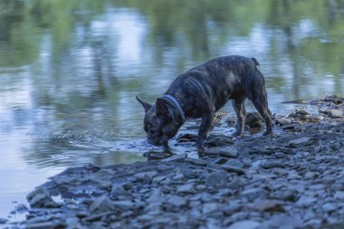 Tema Evcil hayvan, Fransız buldozer, saf ırk Nehri'nin Portekiz suda oynarken,