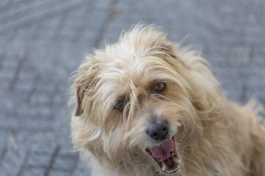 Tema Evcil hayvan, köpek Başkanı görünümünü