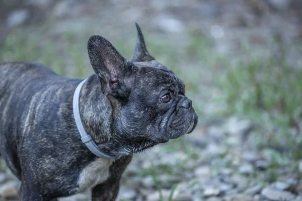 Tema Mascotas Bulldog Francés Pura Raza Jugando Agua Del Río —  Fotos de Stock