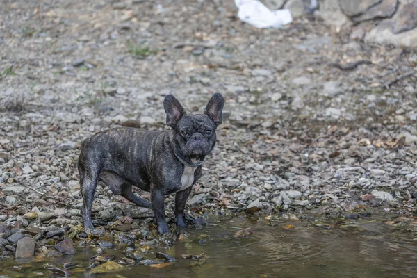 Tema Mascotas, lindo bulldog francés —  Fotos de Stock