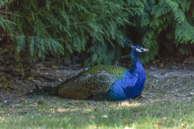 Gözleri kapalı, bahçede, Portekiz yalan ile renkli tavus kuşu görünümünü
