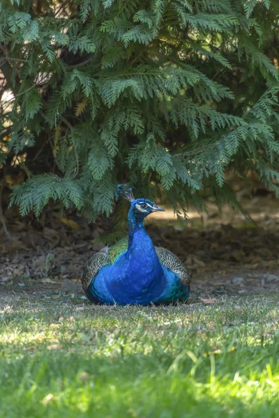 Vue Paon Coloré Avec Les Yeux Ouverts Couché Dans Jardin — Photo