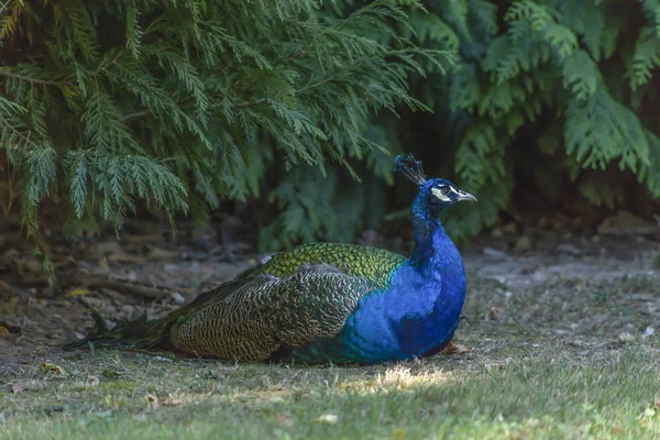 Gözleri Renkli Tavus Kuşu Görünümünü Açmak Bahçede Portekiz Yalan — Stok fotoğraf