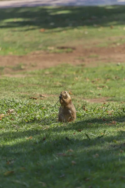 在葡萄牙公园草地上一只滑稽的啮齿动物 草原狗 土拨鼠属的详细视图 — 图库照片
