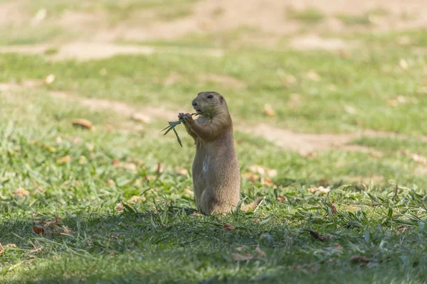 在葡萄牙公园草地上一只滑稽的啮齿动物 草原狗 土拨鼠属的详细视图 — 图库照片