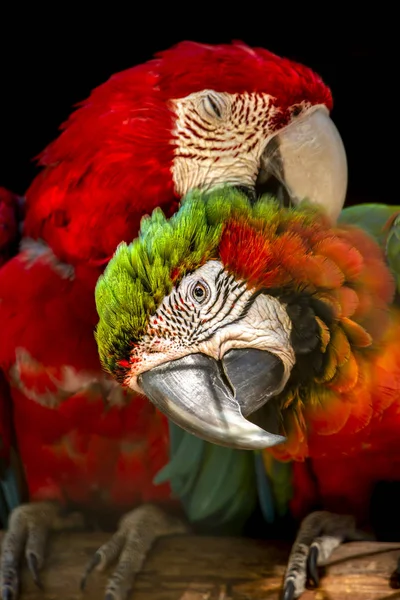 View Couple Military Macaws Perch Courting Detailed Macro Very Sharpness — Stock Photo, Image