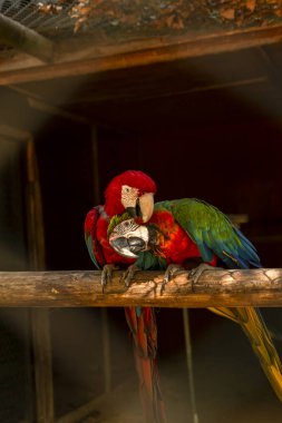 Couple of military macaws, on the perch to courting clipart