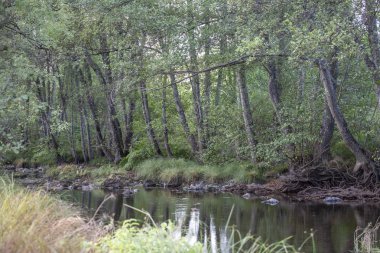 Tema nehir, nehir dağ, kayalar, ağaçlar ve bitki örtüsü kenar boşlukları ve su ayna görüntüsü