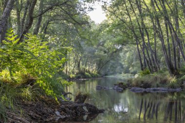 Tema nehir, nehir dağ, kayalar, ağaçlar ve bitki örtüsü kenar boşlukları ve su ayna görüntüsü