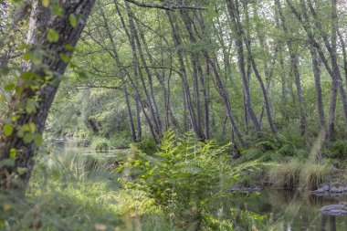 Tema nehir, nehir dağ, kayalar, ağaçlar ve bitki örtüsü kenar boşlukları ve su ayna görüntüsü