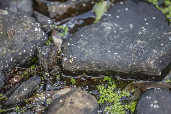テーマ川 山の岩川に小さなカエル ポルトガルでは 水の葉 — ストック写真