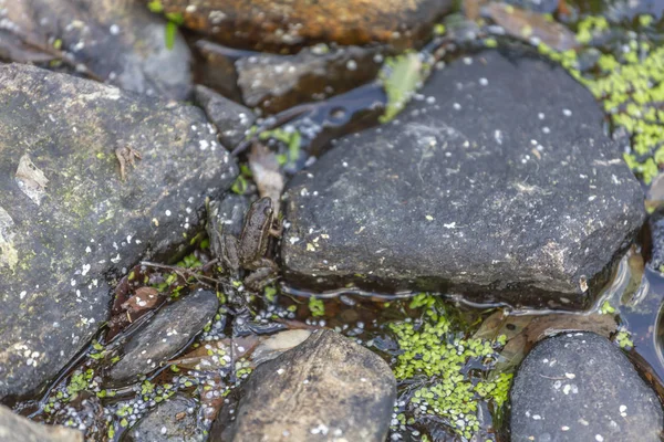 テーマ川 山の岩川に小さなカエル ポルトガルでは 水の葉 — ストック写真