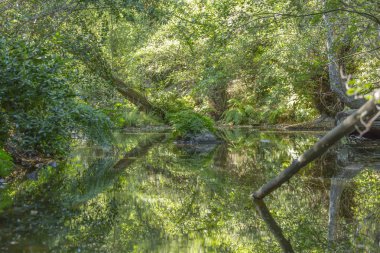 Tema nehir, nehir dağ, kayalar, ağaçlar ve bitki örtüsü kenar boşlukları ve ayna görüntüsü su, Portekiz