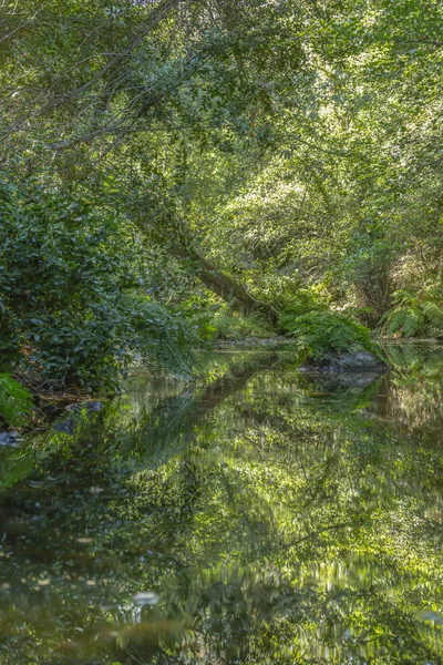 Tema Floden Flod Berg Marginaler Med Stenar Träd Och Vegetation — Stockfoto