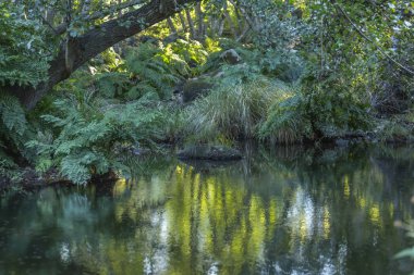 Tema nehir, nehir dağ, kayalar, ağaçlar ve bitki örtüsü kenar boşlukları ve ayna görüntüsü su, Portekiz
